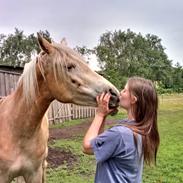 Tyroler Haflinger Akando - UDM GULD!