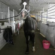 Welsh Cob (sec D) Jackson<3