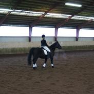 Anden særlig race Blackie