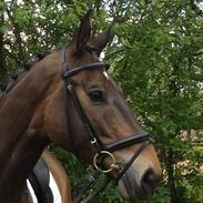 Dansk Varmblod Hercules - B Hest