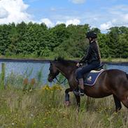 Welsh Mountain (sec A) Kobbersmedens Lollipop<3