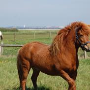 Islænder Floki fra Klegod