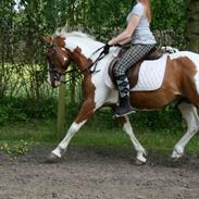 Pinto Araber Rosé<3