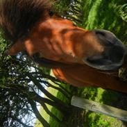 Anden særlig race Sally