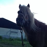 Shetlænder Sofus "Mini"  ¤AVLSHINGST¤