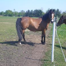 Anden særlig race Sokki