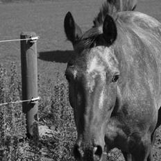 Knabstrupper Nobilitas Equa