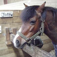 Welsh Mountain (sec A) jolly jumper [rideskole]