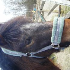 Anden særlig race tjalfe