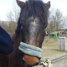 Anden særlig race tjalfe