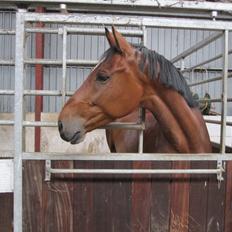 Dansk Varmblod Aprillo<3