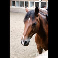 DSP Gefion Søblink GUFFE