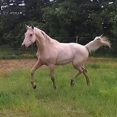 Palomino Klitgaards Marti