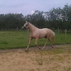 Palomino Klitgaards Yellow Stone