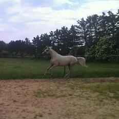 Palomino Klitgaards Yellow Stone