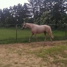 Palomino Klitgaards Yellow Stone
