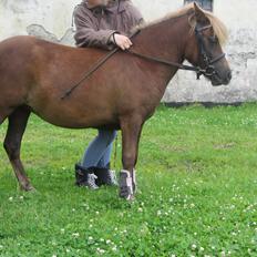 Anden særlig race Maja(prinsesse<3)