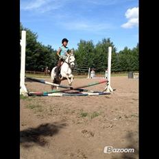 Anden særlig race Dalton *Dalle* {rideskole pony}