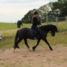 Welsh Cob (sec D) Valhallas Madison