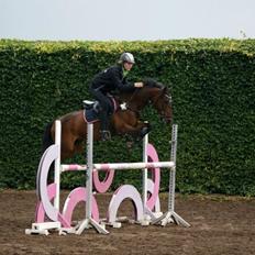 Tysk Sportspony Timo 215¨