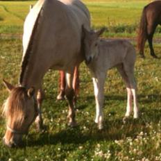 Fjordhest Lillethorups Vincent