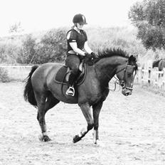 Anden særlig race Flatteur