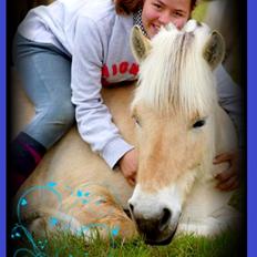 Fjordhest *Østermark Breezer*