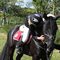 Anden særlig race Medomgårds Malle (Pensioneret)