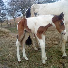 Pinto Honey Blossom Shiela