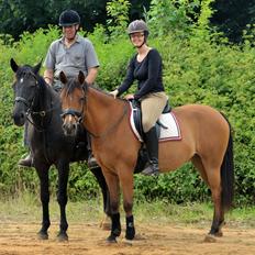 Arabisk fuldblod (OX) cherelda