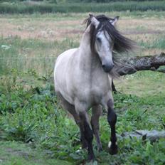 Anden særlig race chinosch (MiTho's  cosi)