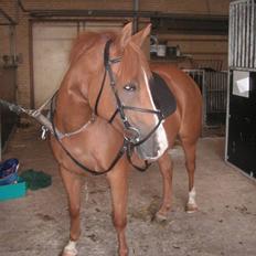 Anden særlig race Tequila