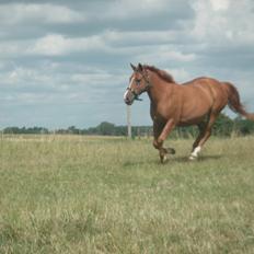 Anden særlig race Tequila