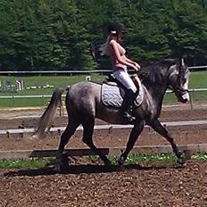 Anden særlig race Playboy Comet
