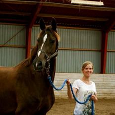 Dansk Varmblod Springborgs Ackeleje