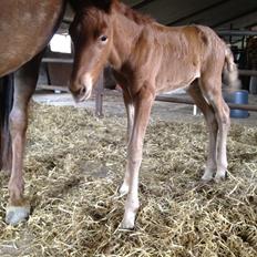 Islænder føllemand ?