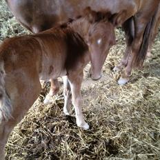 Islænder føllemand ?