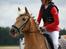 Haflinger Nordan`s Aurora *EM GULD*