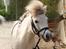 Anden særlig race Dalton *Dalle* {rideskole pony} - billedet er fra hjemmeside: http://www.enggaardens.com/