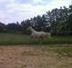 Palomino Klitgaards Yellow Stone