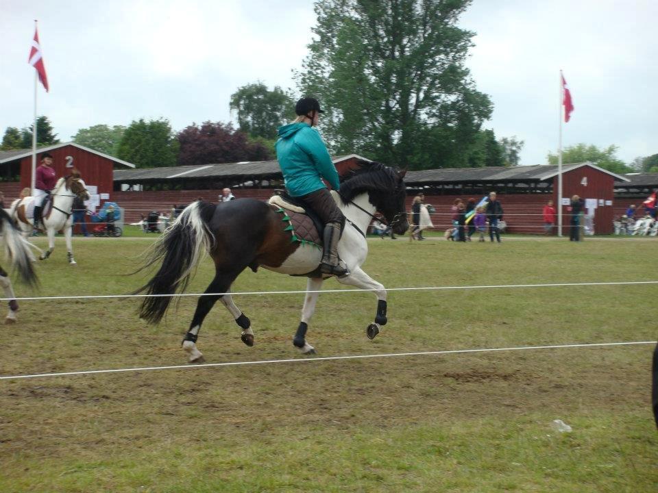 Pinto Rosenlyst's Ganis R:I:P - Det fynske dyrskue 2012. Show opvamning billede 9