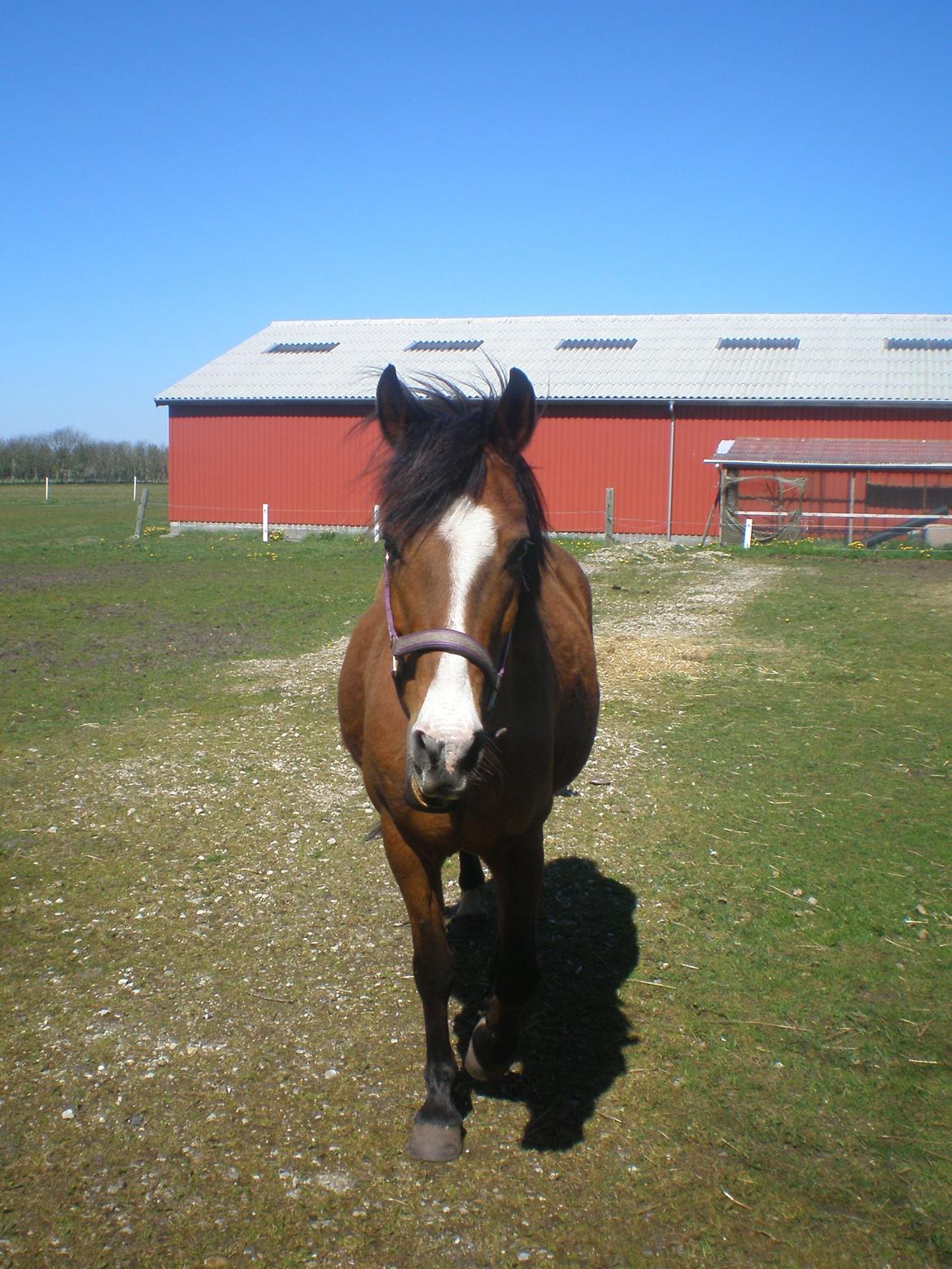 Anden særlig race Sokki billede 1