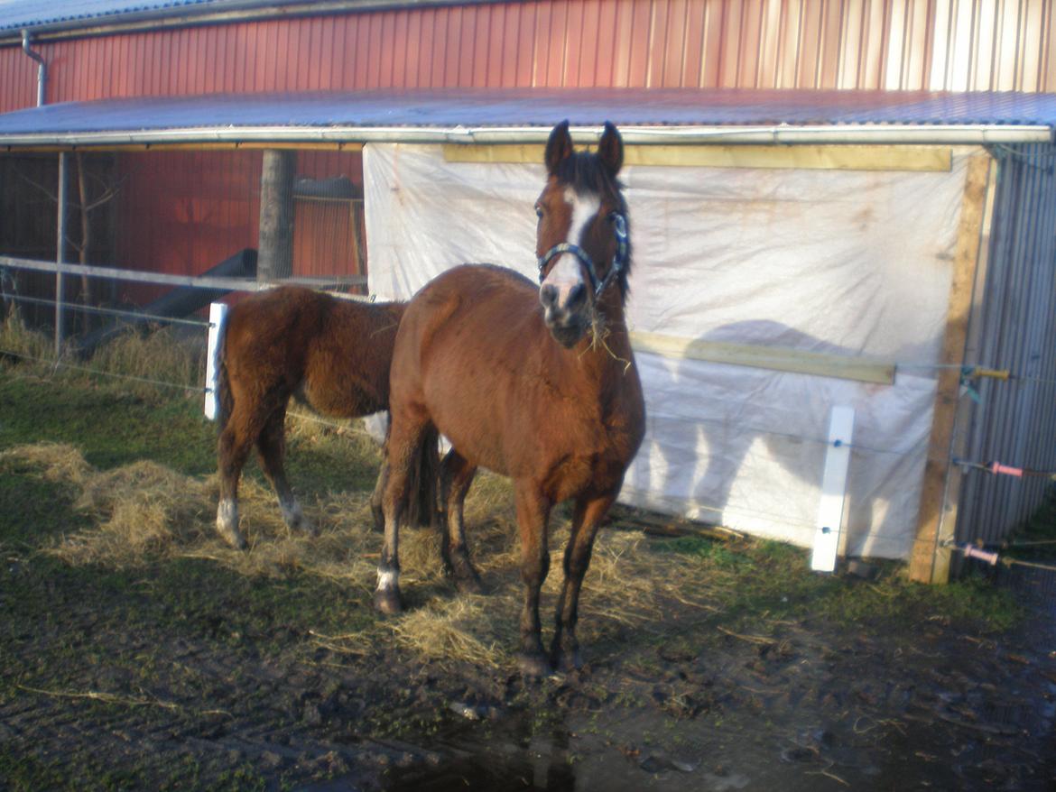 Anden særlig race Sokki billede 2