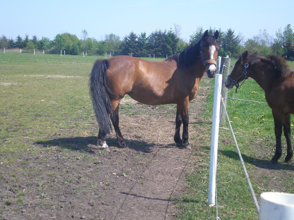 Anden særlig race Sokki billede 3