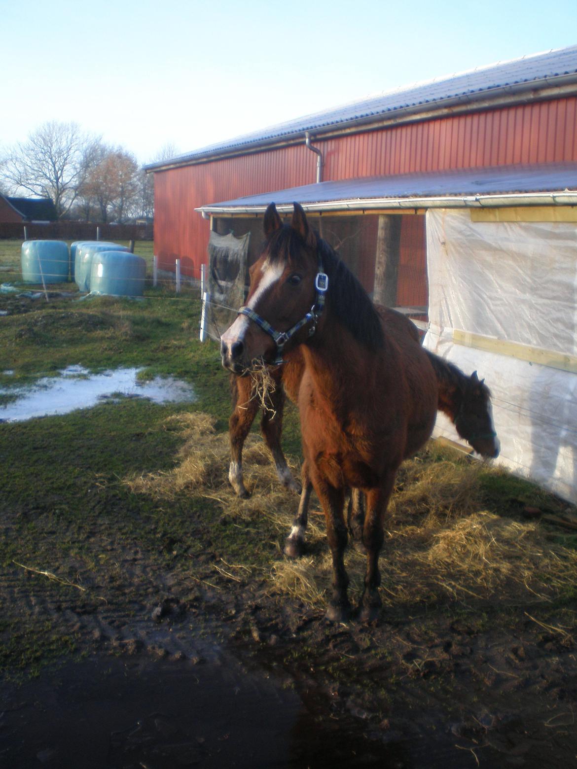 Anden særlig race Sokki billede 4