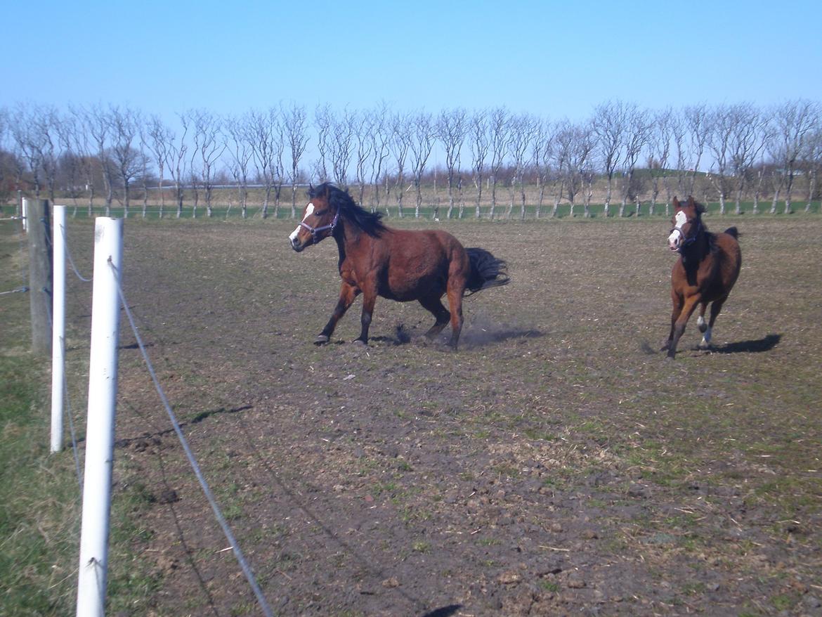 Anden særlig race Sokki billede 5