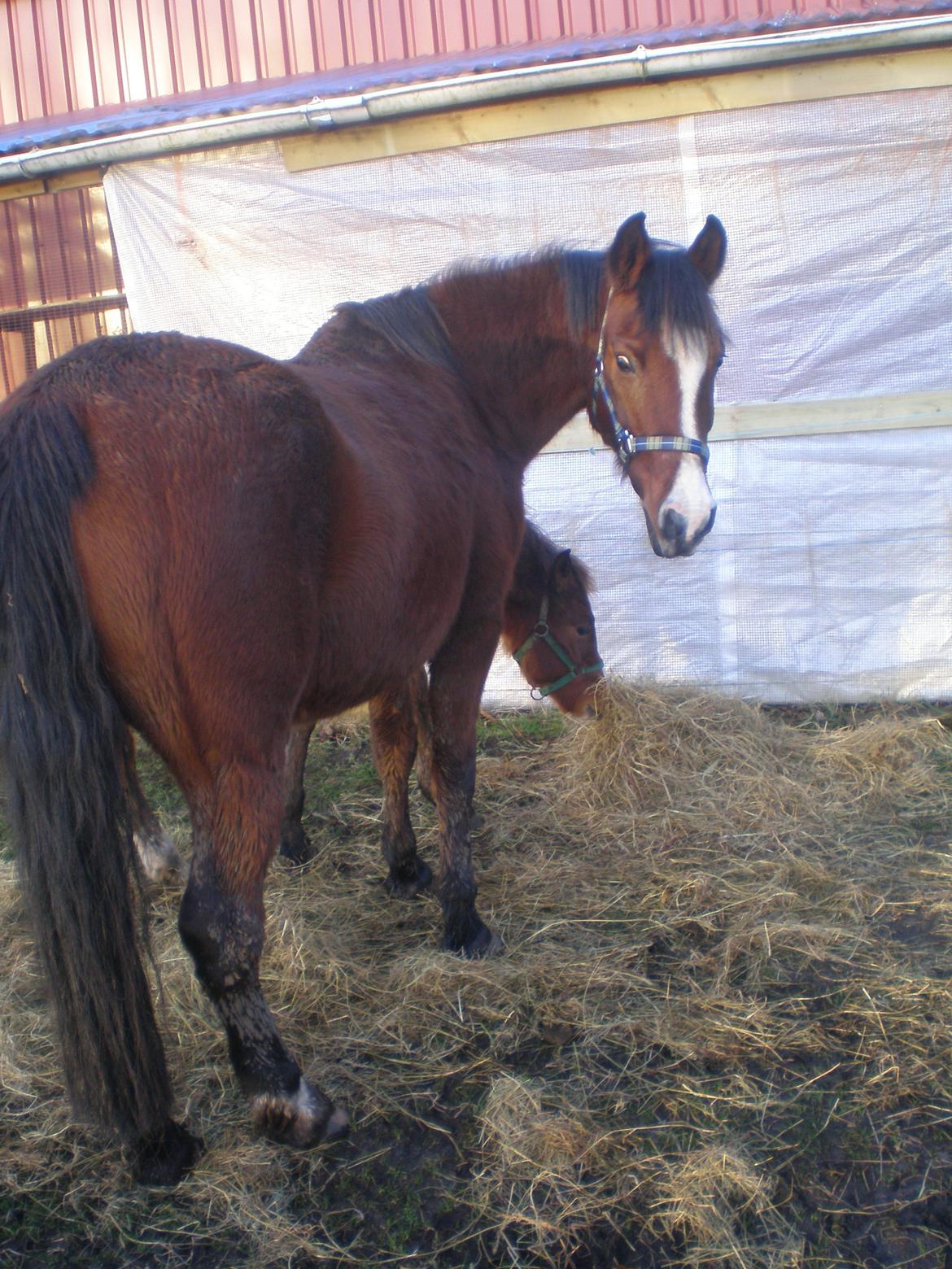 Anden særlig race Sokki billede 6