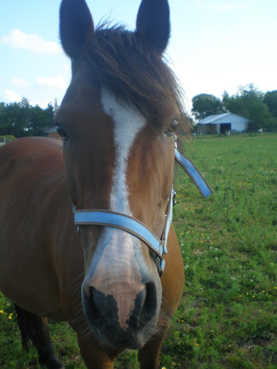 Anden særlig race Sokki billede 7