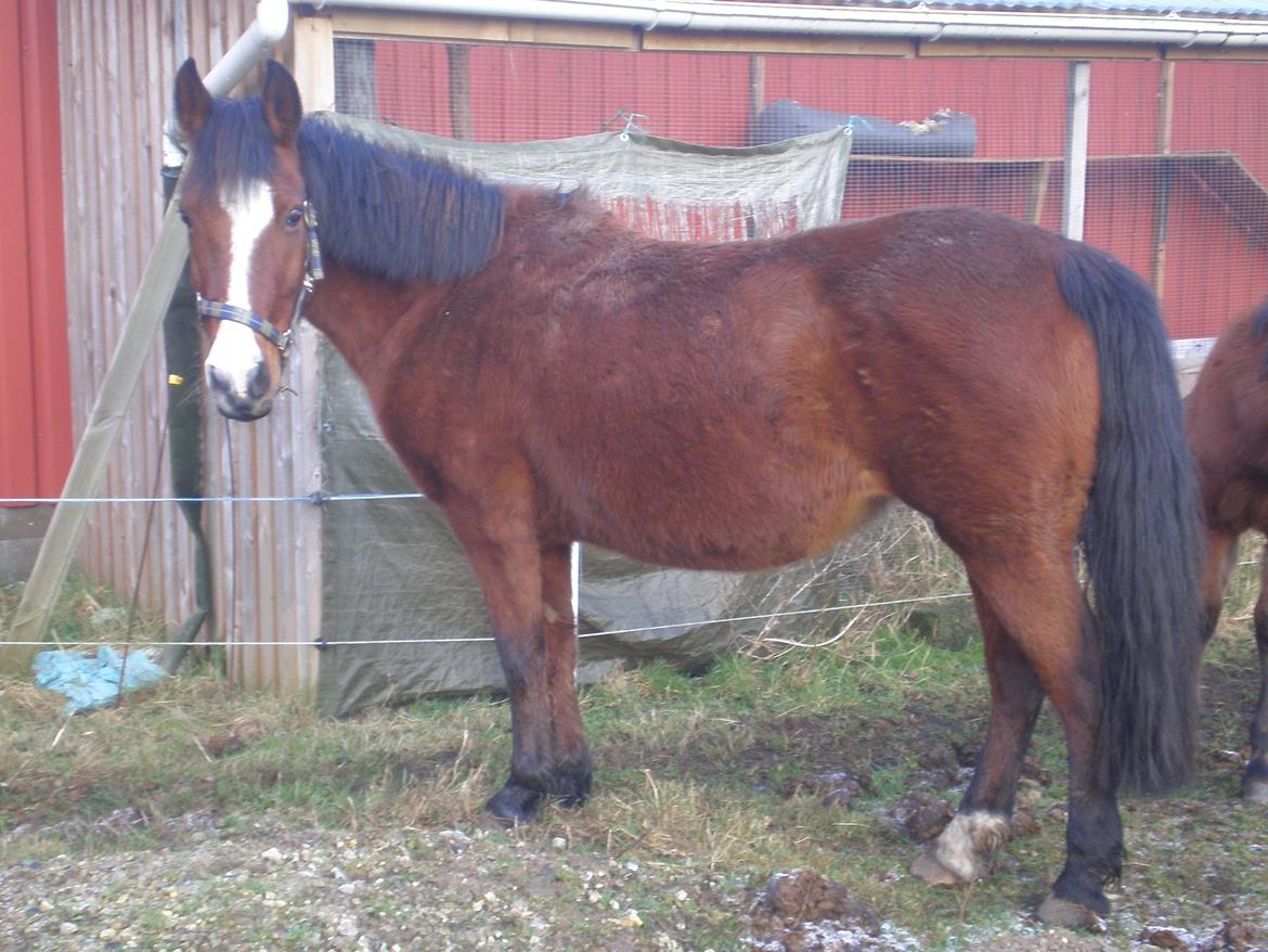 Anden særlig race Sokki billede 8