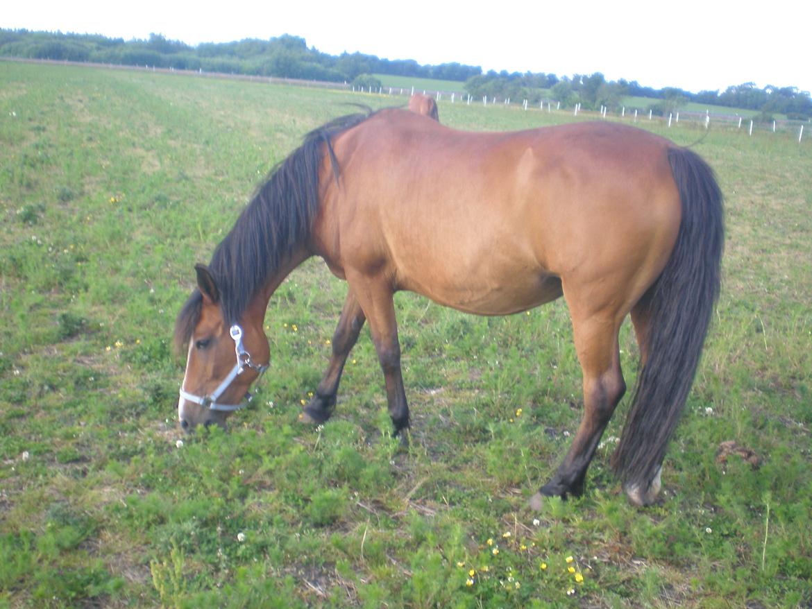 Anden særlig race Sokki billede 9